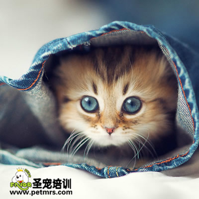 貓咪真菌性皮膚病的診斷和治療方法