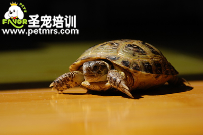 龜?shù)某R娂膊 籽鄄〉脑\斷和治療方法