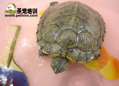 龜腮腺炎的診斷和治療方法