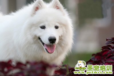 薩摩耶美容之換毛護(hù)理