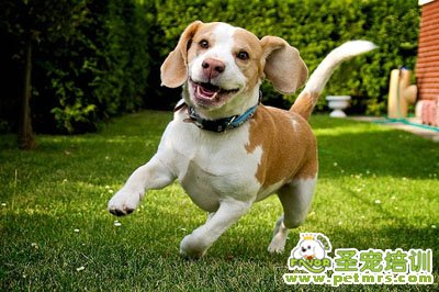 比格犬美容
