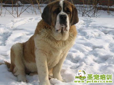 圣伯納犬美容
