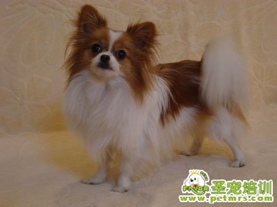 蝴蝶犬美容之牙齒