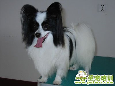 蝴蝶犬美容之眼睛