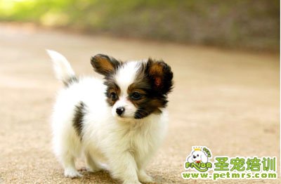 蝴蝶犬美容之洗澡