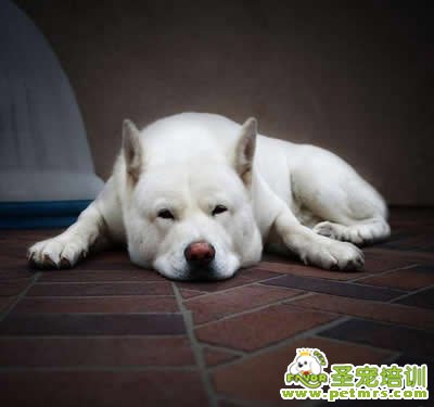 給狗狗烙餅