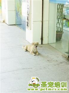 武漢版忠犬八公