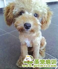夏天套不要給狗狗剃毛
