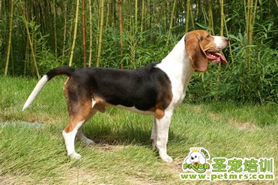 比格犬美容