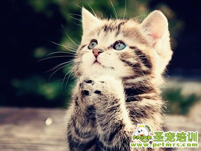 寵物貓咪美容
