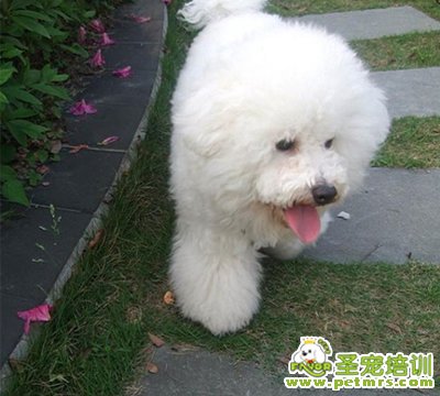 寵物美容