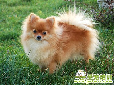 寵物狗狗美容