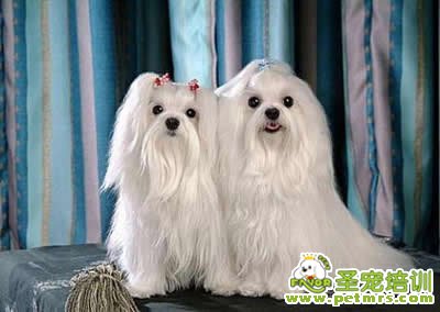 寵物美容