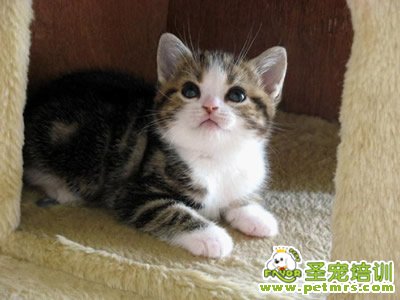 貓咪美容