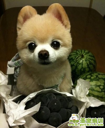 哪些食物哪些食物對狗狗有害