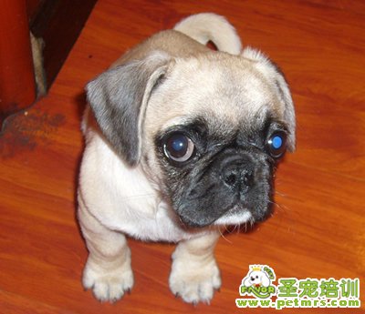 狗狗食管和全身性疾病的癥狀