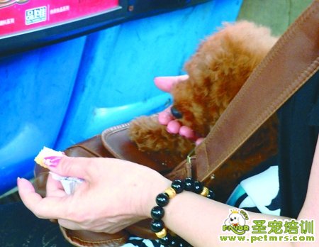 公交車上的狗狗