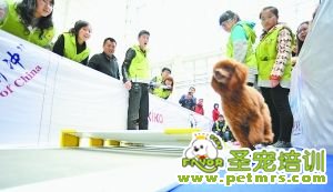 狗狗真聰明