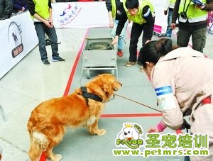 狗狗真聰明