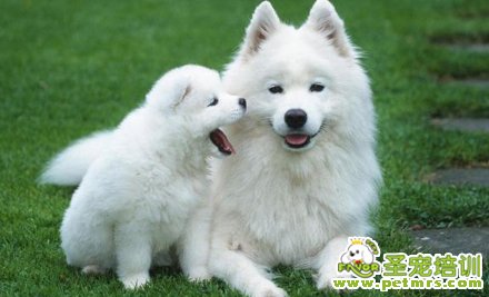 老齡犬