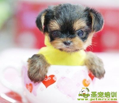 狗狗需要補鈣嗎