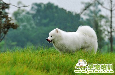 寵物美容