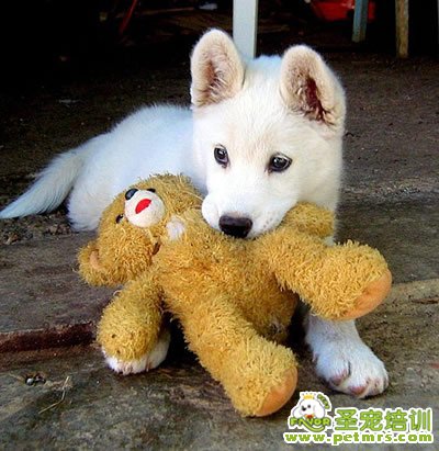 狗狗偏食的危害