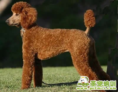 貴賓犬常見疾病的診斷和治療方法