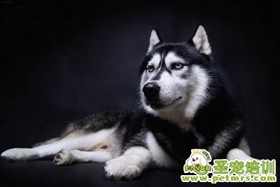 寵物狗狗美容洗澡