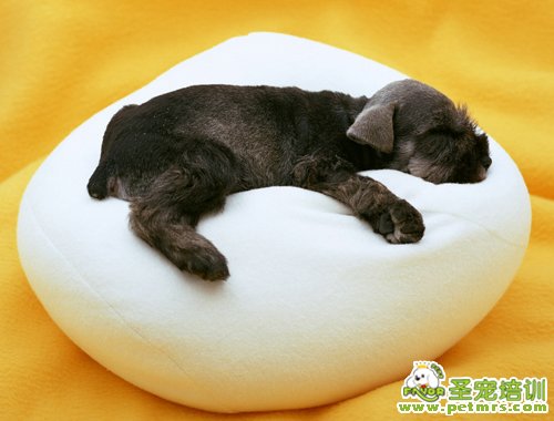 寵物手術(shù)后該如何護(hù)理