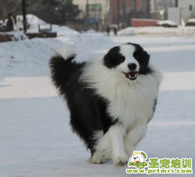 懷孕狗狗禁止食用的藥品