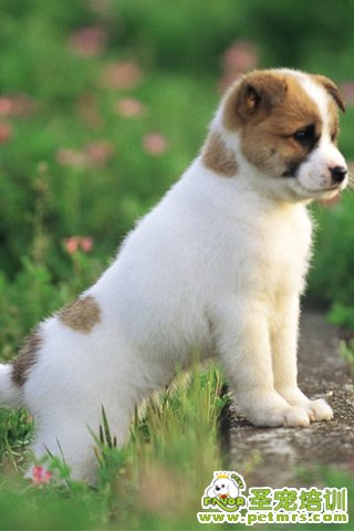 狗狗和老婆掉進水里你先救誰
