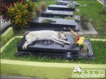 新一代的忠犬八公
