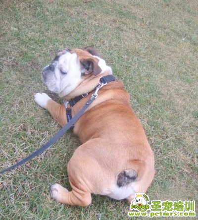 胖狗狗