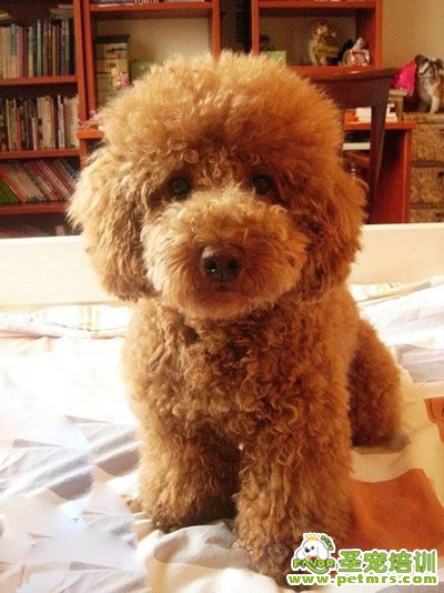 泰迪犬