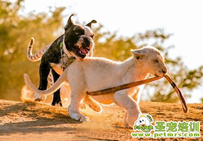斗牛犬也當(dāng)奶爸