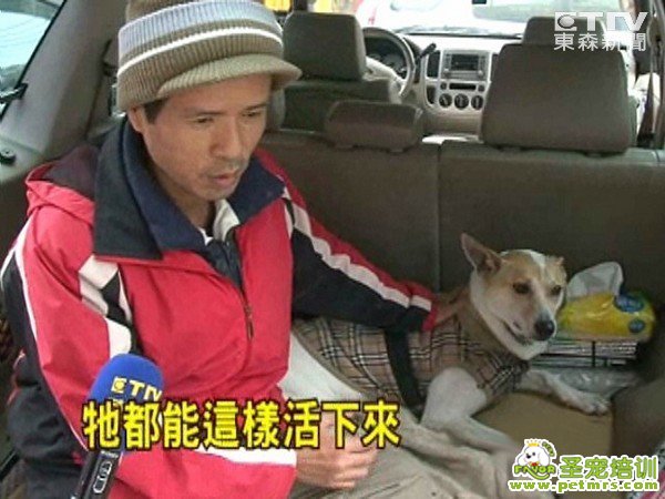 堅強的狗狗