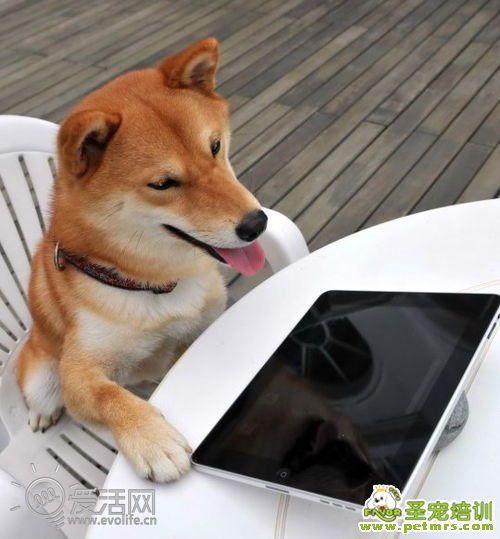 狗狗玩ipad