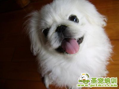可愛狗狗