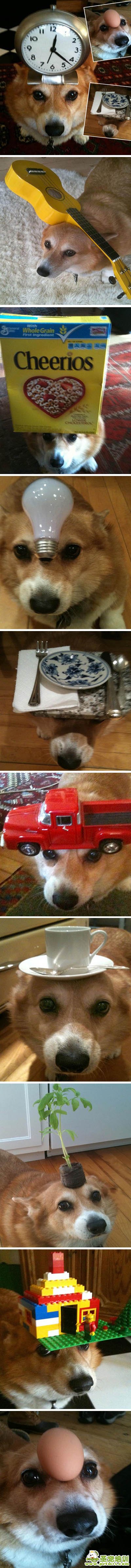狗狗絕技
