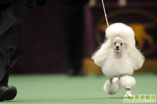 貴賓犬