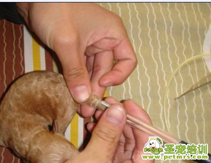 再把氣門芯滑到尾巴上