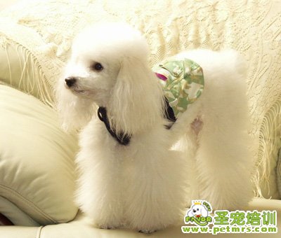 貴賓犬驅蟲