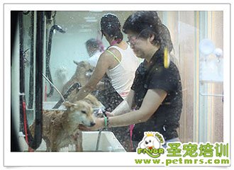 狗狗排隊(duì)洗澡