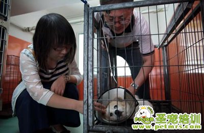 狗狗受傷