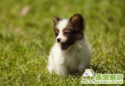 狗狗美容知識(shí)