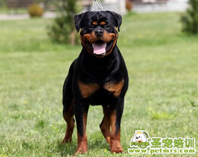 羅威納犬