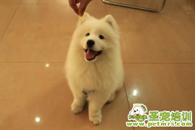 薩摩耶犬