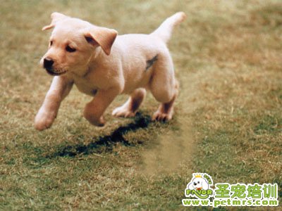 拉不拉多犬