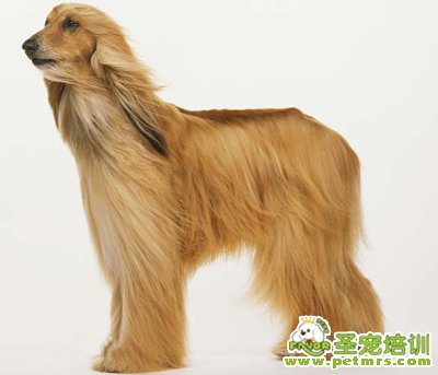 阿富汗犬